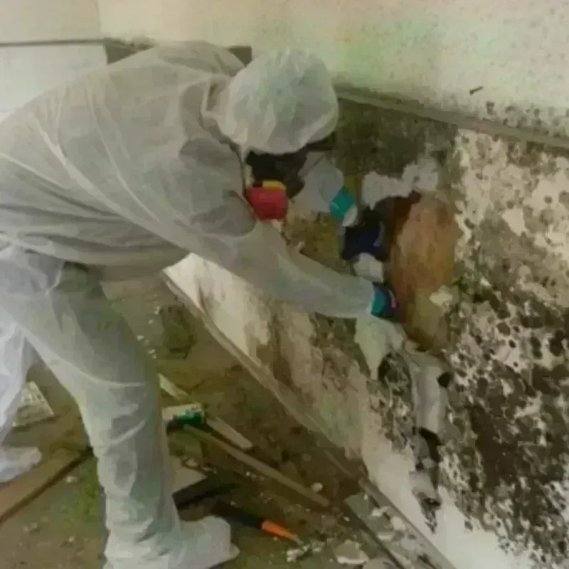 Mold Remediation and Removal in Ventura County, CA